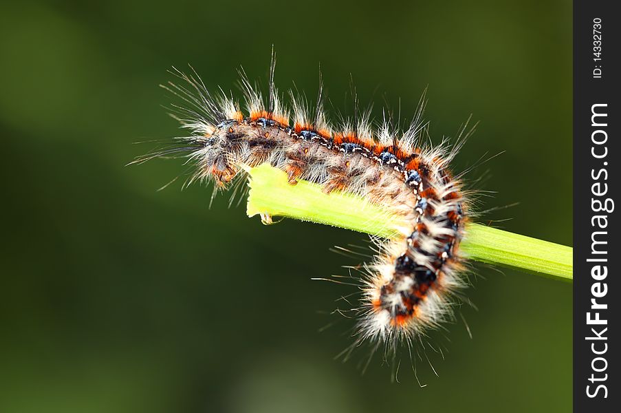 Nice Black and red caterpillar. Nice Black and red caterpillar