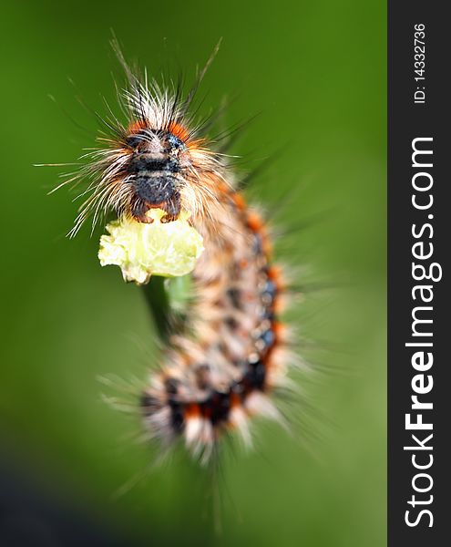 Scary Black - red caterpillar with green background