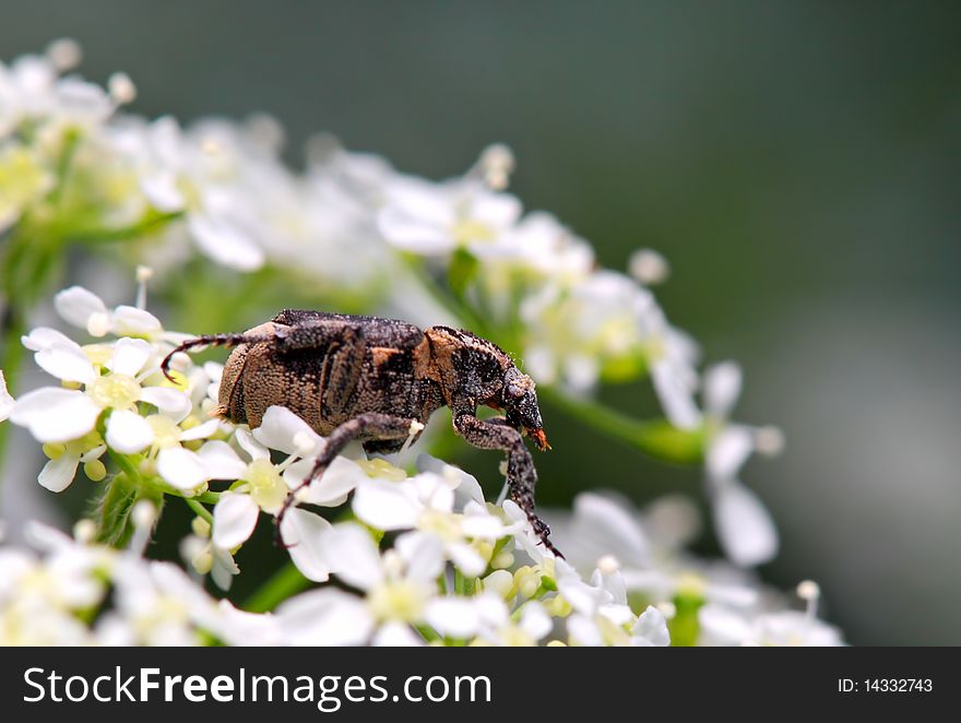 Black bug on white flower in nature