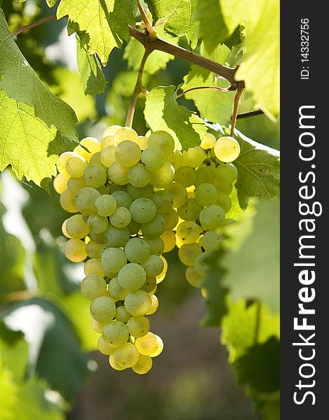 White grapes growing on vine