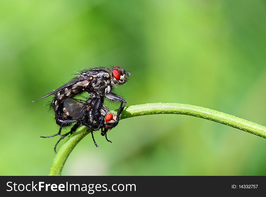 Closeup of two mating flies in garden