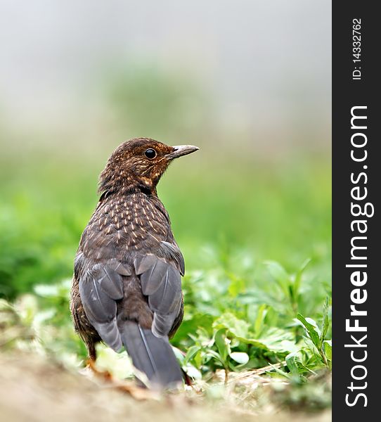 Eurasian Blackbird - female Turdus merula