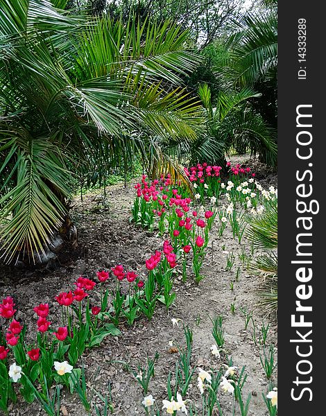 Decorative palm trees, surrounded by tulips and daffodils. Decorative palm trees, surrounded by tulips and daffodils