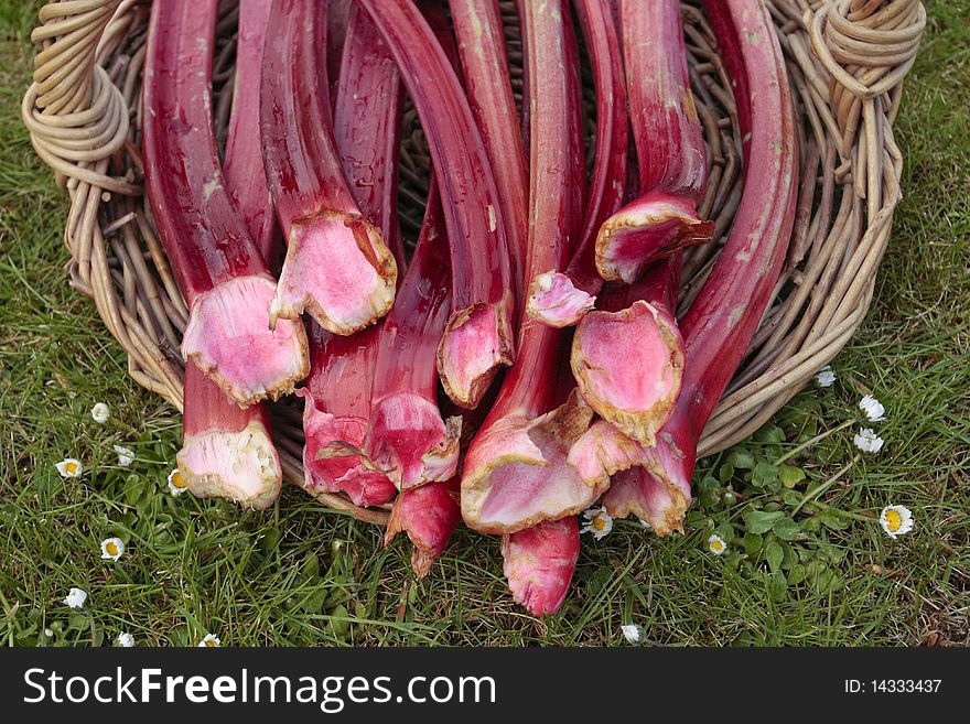 Fresh Rhubarb Shoots  Closeup