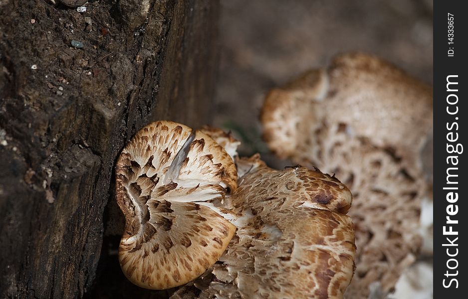 Mushrooms on a Stump