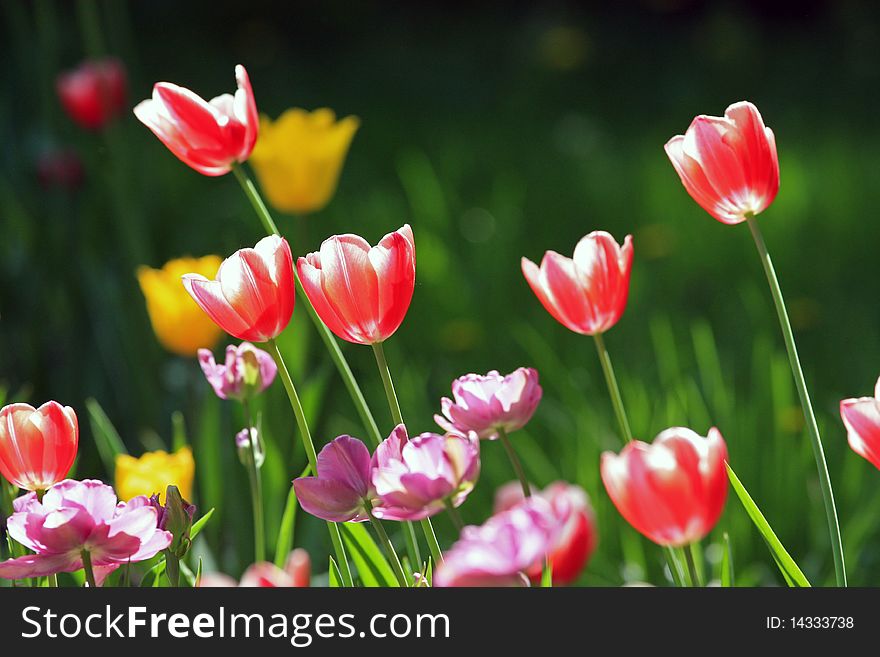 Bright red and yellow tulips on a green grass