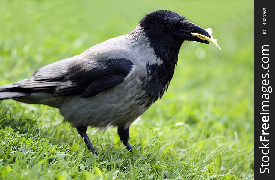 Raven with food in a beak on a green grass