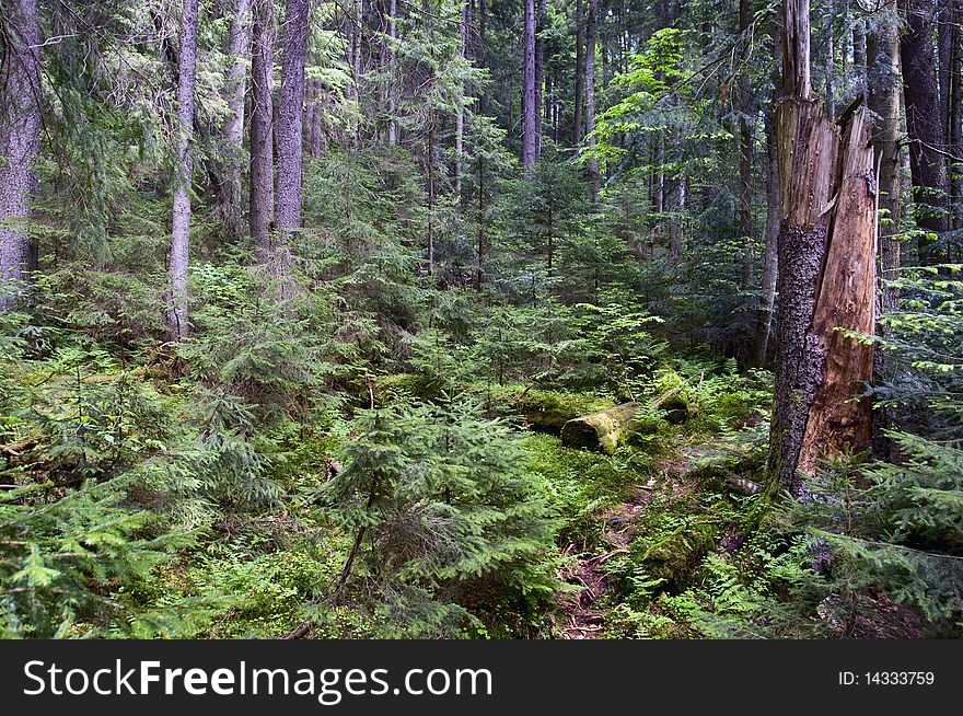 Nature. Summer. Mountain forest in the Ukrainian Carpathians. Nature. Summer. Mountain forest in the Ukrainian Carpathians.