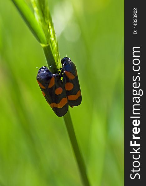 Nature. Summer. Two beetles on the grass stem. Nature. Summer. Two beetles on the grass stem.