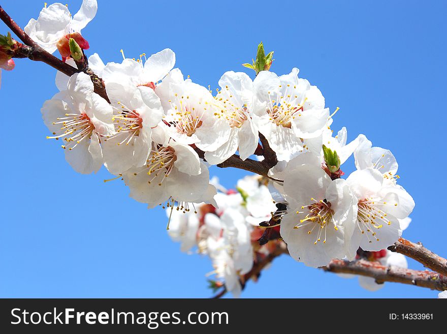 Flowers of a tree of an apricot against the blue sky. Flowers of a tree of an apricot against the blue sky