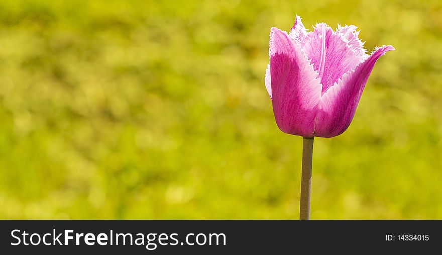 Bright beautiful purple tulip on background of blurred grass