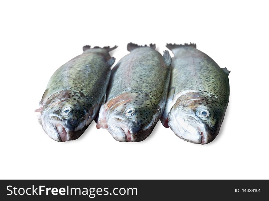 Fresh trout on white background