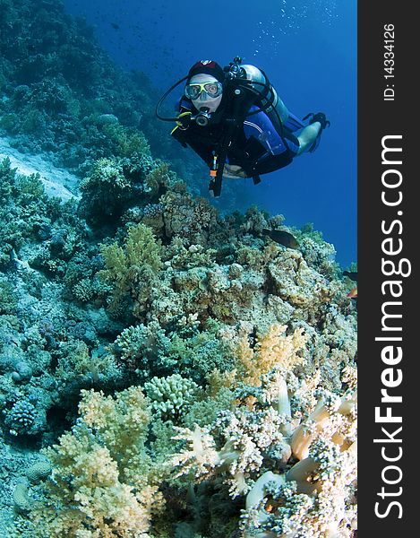 Scuba diver on coral reef in the red sea