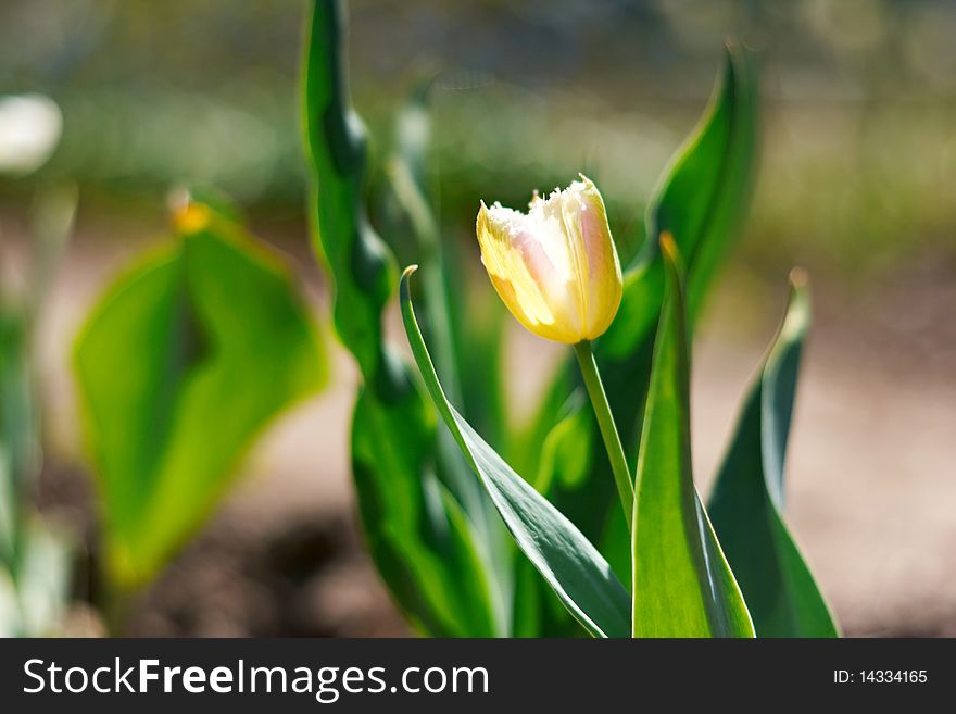 Yellow spring a young tulip with green leaves