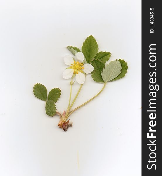 Picture of wild strawberry whole pland