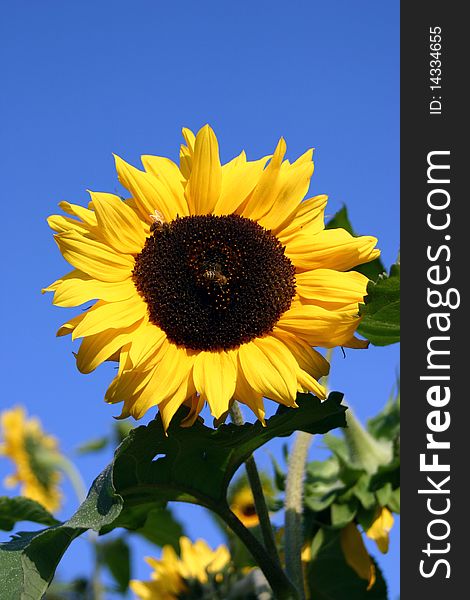 Sunflower and surrounding vegetation, sky