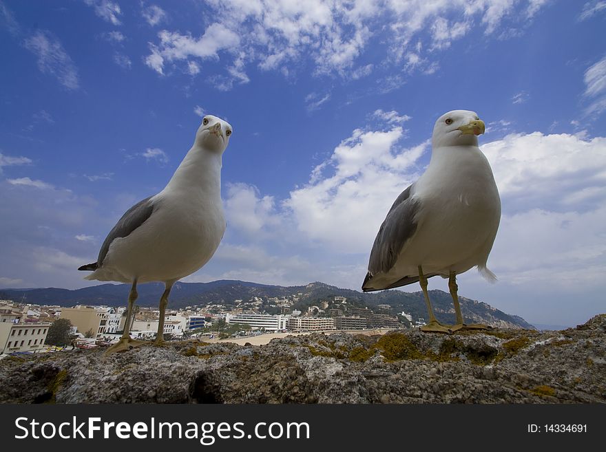 Two seagulls stay on the stone fence under heavens