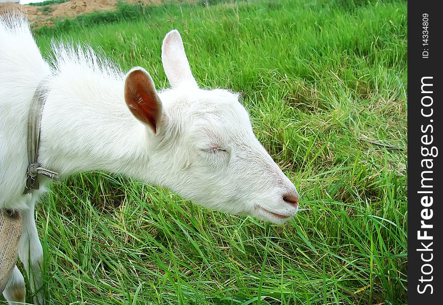 White goat sniffs to a grass smell on a lawn behind village in spring