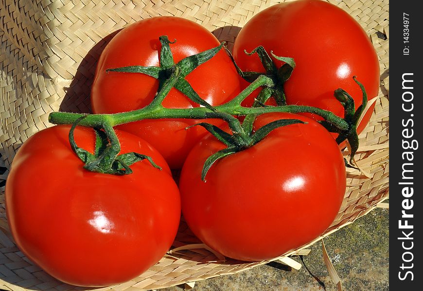 Beautiful fresh tomatoes with sun shining