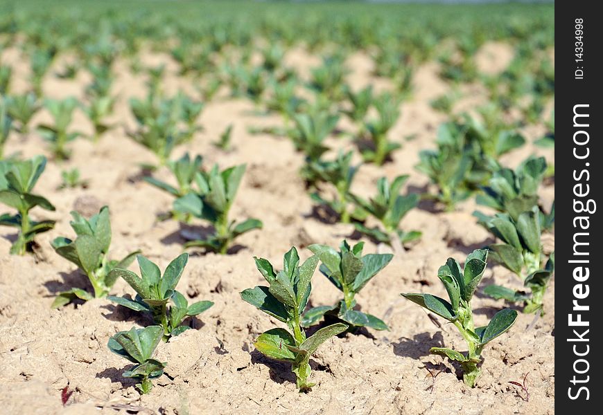 A few young peas growing in a field with a dry soil