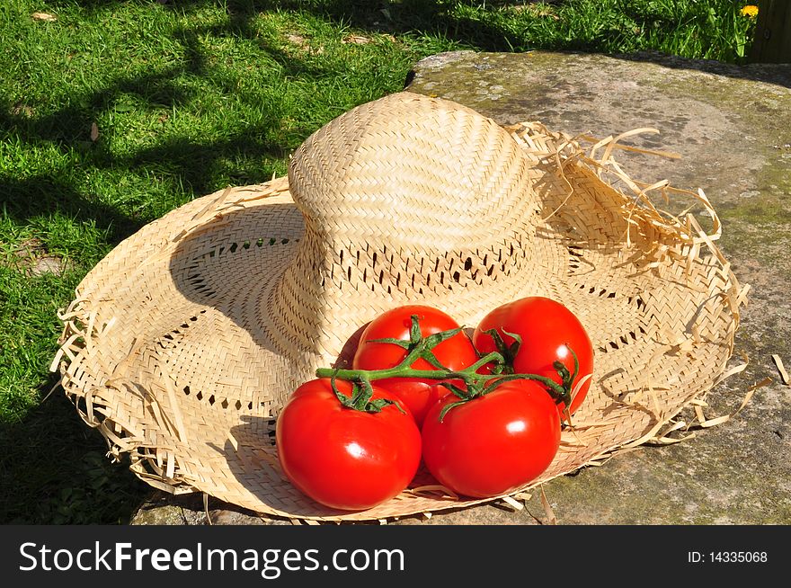 Beautiful fresh tomatoes put on a hat with sun shining. Beautiful fresh tomatoes put on a hat with sun shining