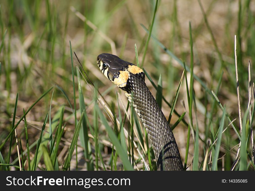 Grass snake on spring grass meadow