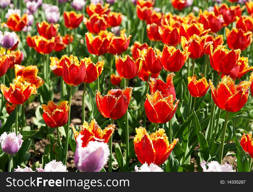 The tulips, blooming in a garden.