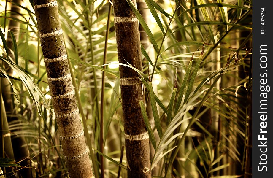 Picture of a Green plant close-up