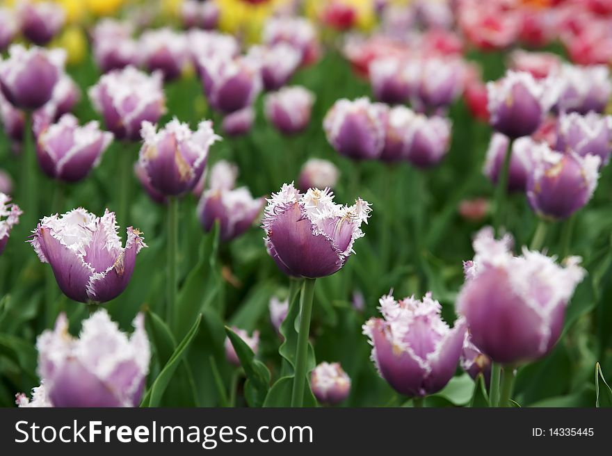 The tulips, blooming in a garden.