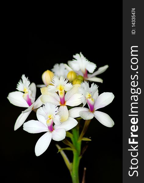 This is a rare Epidendrum in flower. White is not an easy color to find. Eoidendrums are becoming more and more popular as landscape plants. This is a rare Epidendrum in flower. White is not an easy color to find. Eoidendrums are becoming more and more popular as landscape plants.
