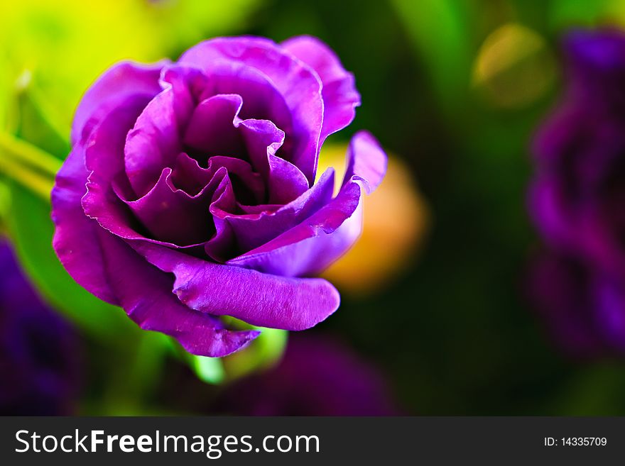 Single Violet Flower