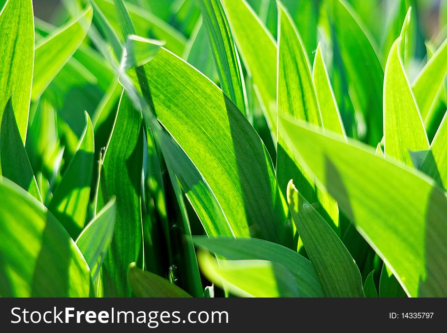 Spring green young leaves of grass, outdoor nature