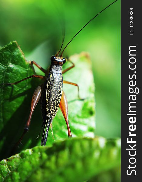 A cute grasshopper hiding behind the leafs.