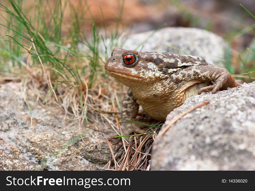 Adult Common Toad Walking On The Floor