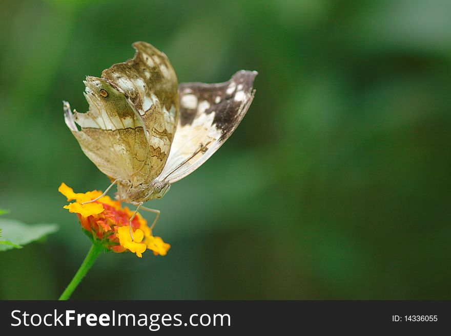 Appealing butterfly on a flower