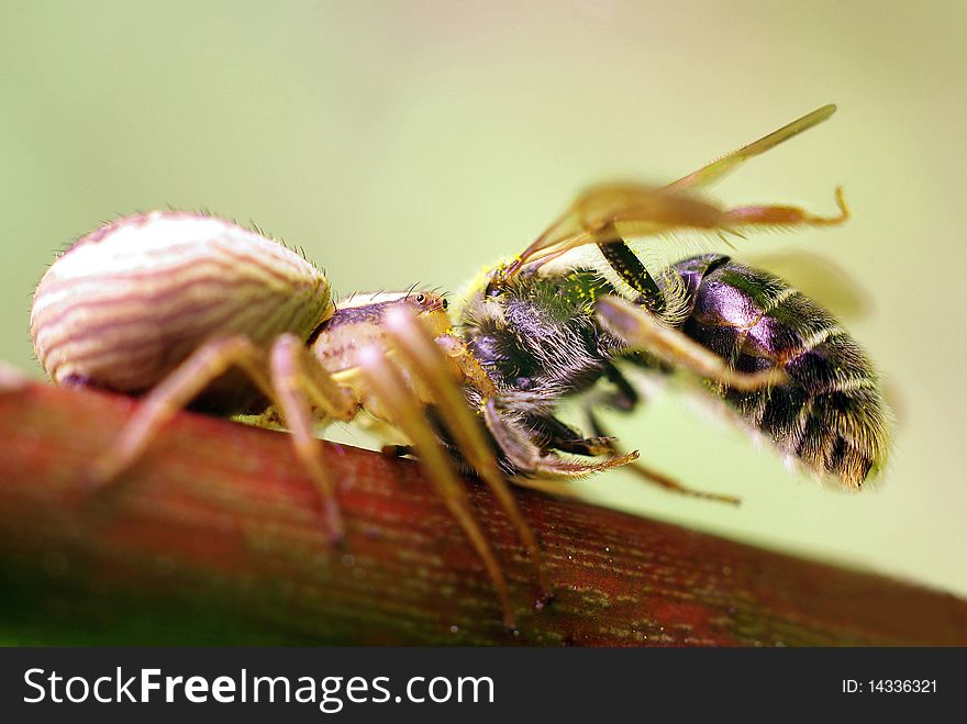 Spider hunt bee.Macro,close-up shot. Spider hunt bee.Macro,close-up shot.