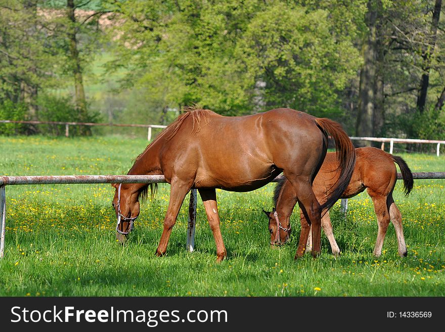 Horses on pasture