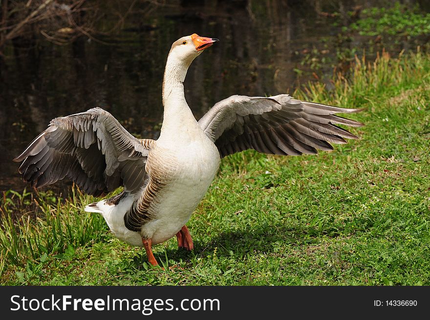 Duck with wings spread is drying off after a bath