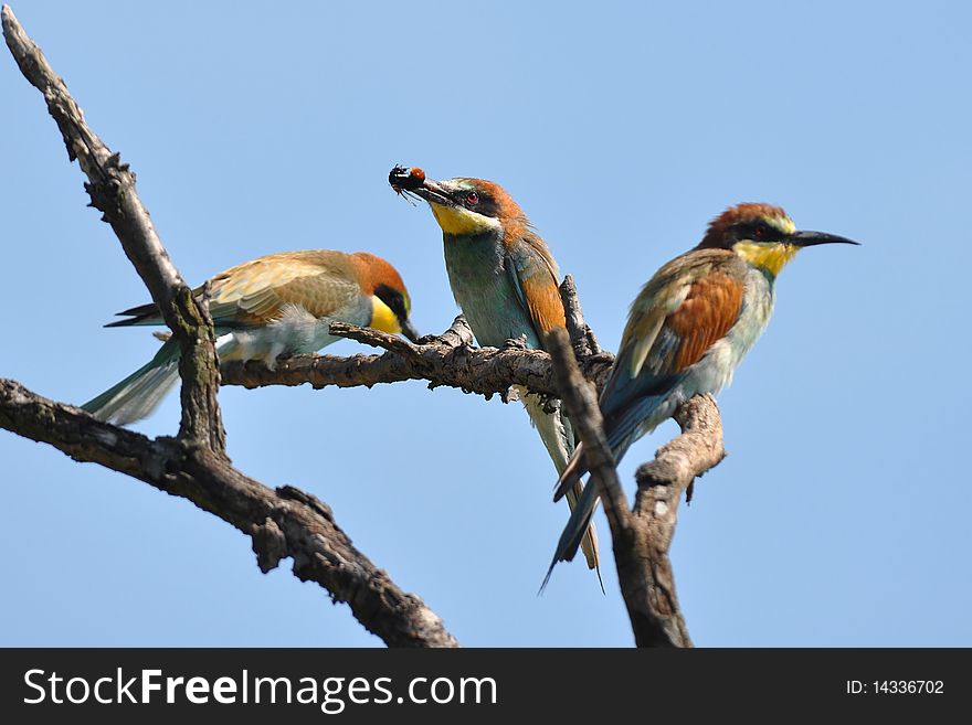 Bee-eaters With Insect