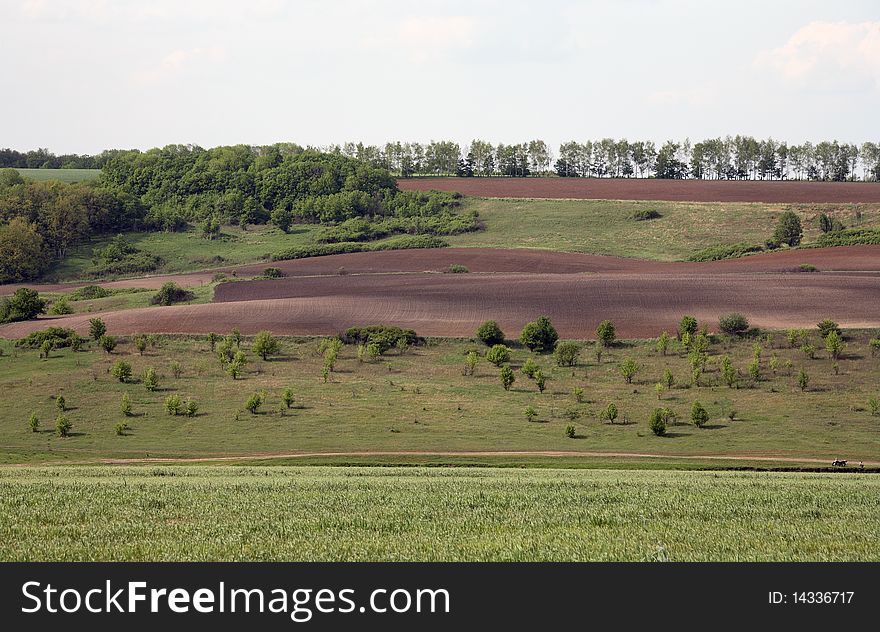 Field of grass and tree, landscape. Field of grass and tree, landscape