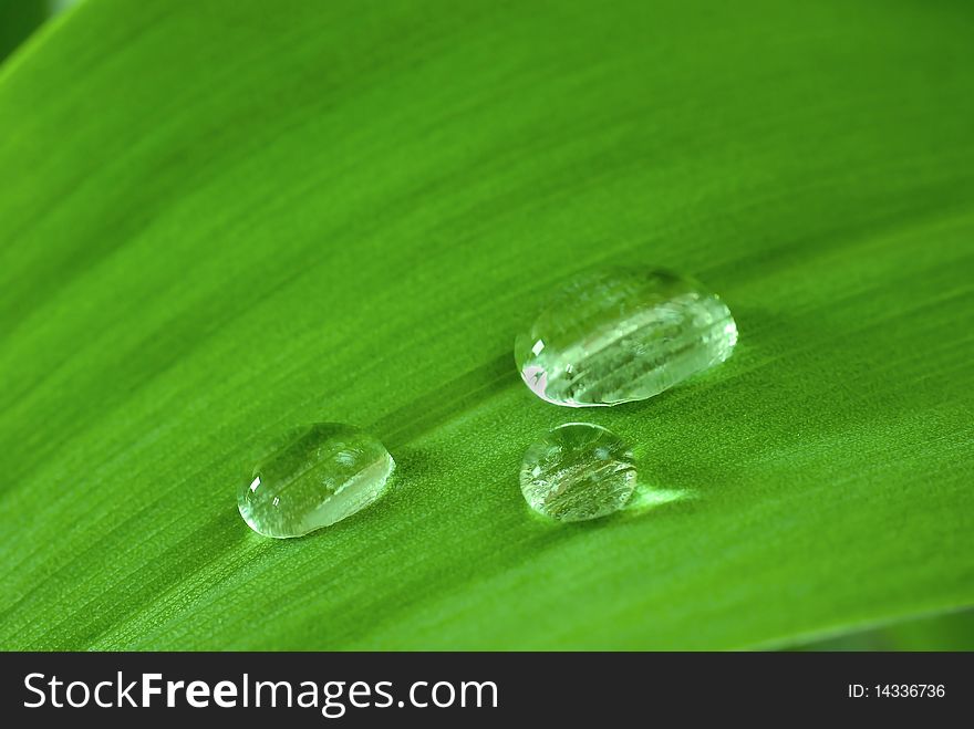 Three drops of water on the green leaf. Three drops of water on the green leaf