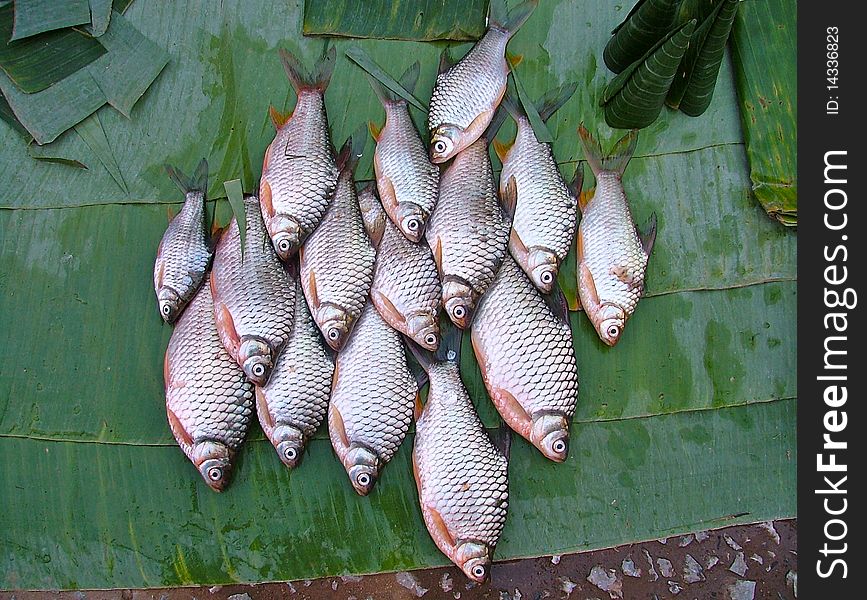 Fresh Fish At Market