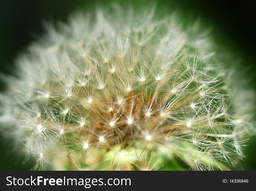 Macro photo of a dandelion bud