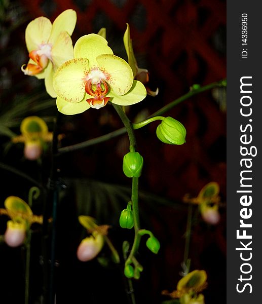 Phalaenopsis Orchid also called the Moth Orchid.