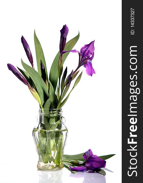 Bouquet of dark blue irises on a white background