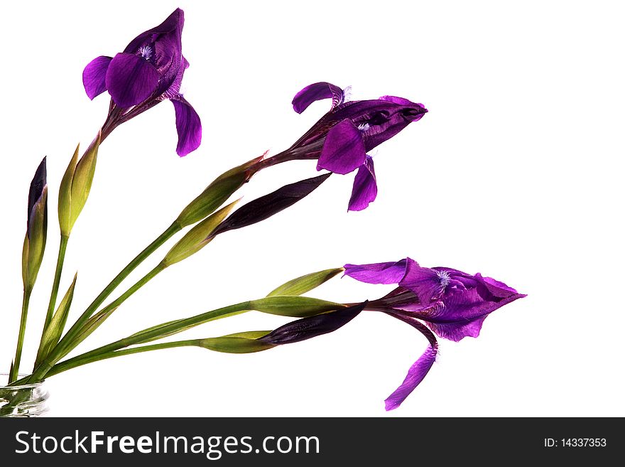 Bouquet of dark blue irises on a white background