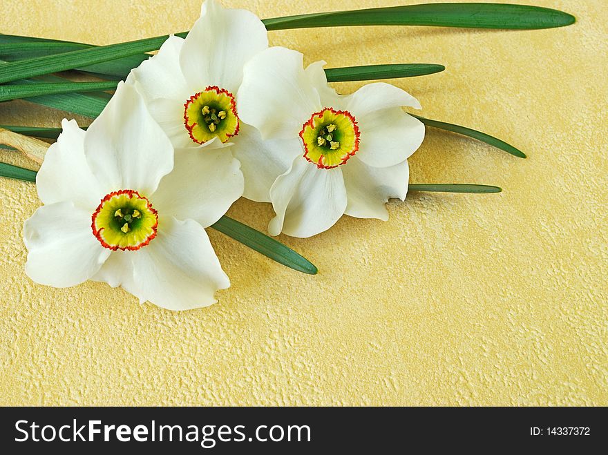 Bouquet of spring daffodils on yellow background. Bouquet of spring daffodils on yellow background