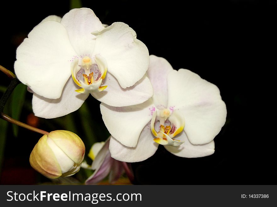 A white Phalaenopsis Orchid also called the Moth Orchid.