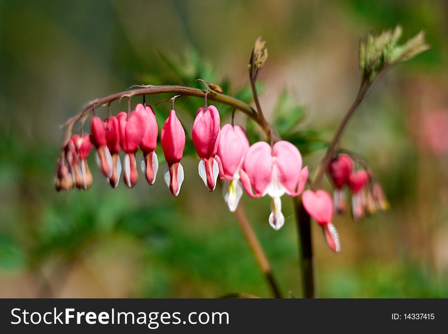 Red flower in the spring of a broken heart