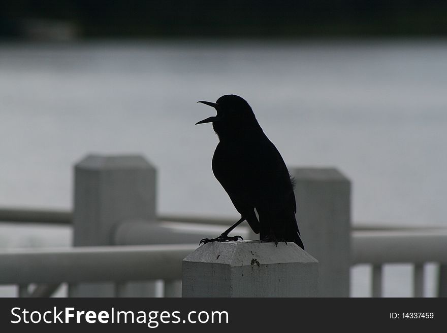 A black bird sitting on a white fence post, background is gray and foggy.